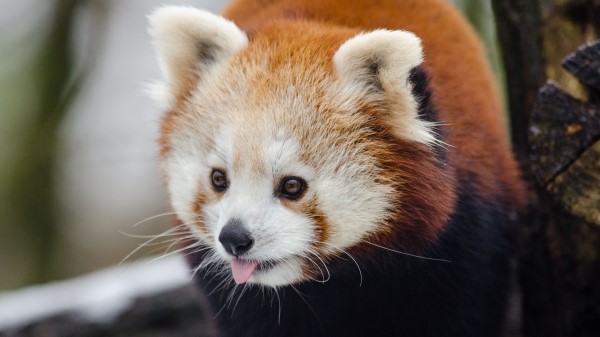 Red Panda Lesser Panda Protruding Tongue Wallpaper
