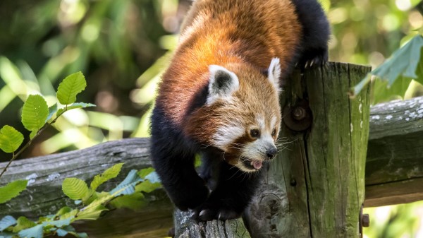 Red Panda Protruding Tongue Muzzle wallpaper