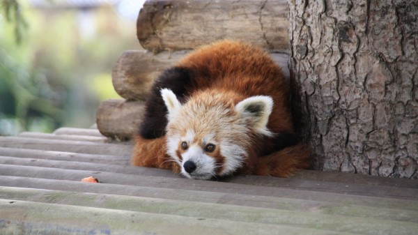Red Panda Recline Panda Leisure Wallpaper