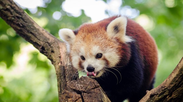 Red Panda Small Panda Tree Climb wallpaper