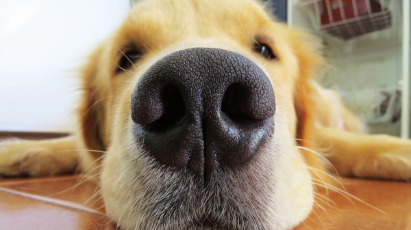 Retriever Dog Nose Muzzle wallpaper