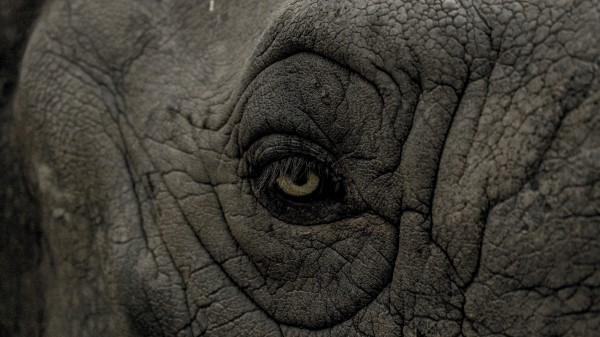 Rhino Eye Wrinkles Wallpaper