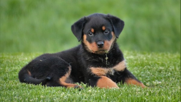 Rottweiler Puppy Dog Lying Wallpaper