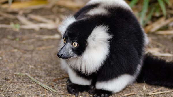 Ruffed Lemur Lemur Wonderment Wallpaper