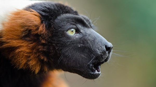 Ruffed Lemur Muzzle Emotion Wallpaper