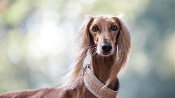 Saluki Persian Greyhound Dog wallpaper