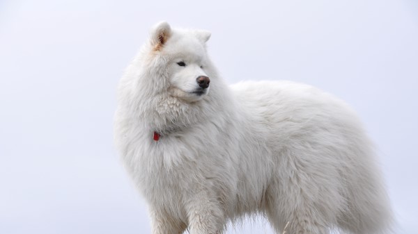 Samoyed Fluffy Dog wallpaper