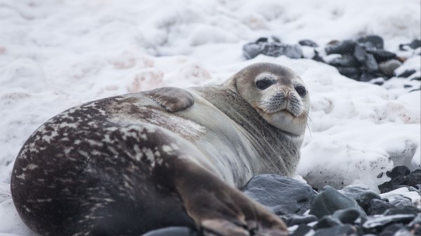 Seal Fat Lying Wallpaper