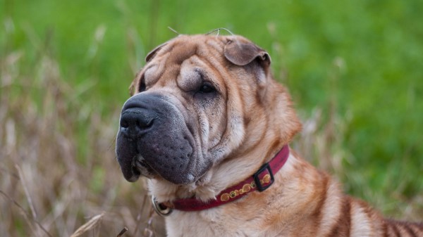 Shar Pei Dog Muzzle Collar wallpaper