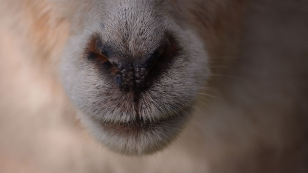 Sheep Nose Coat Wallpaper
