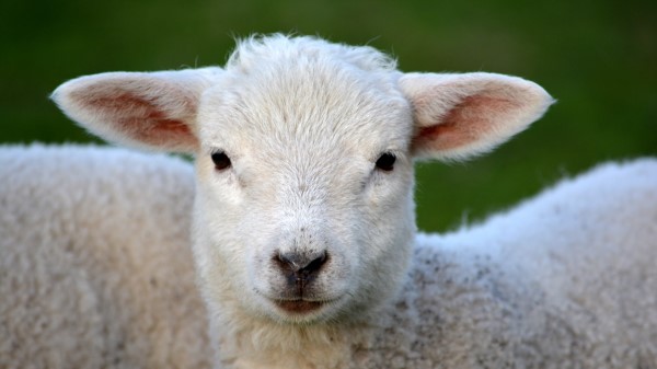 Sheep Snout Eyes Curls Wallpaper