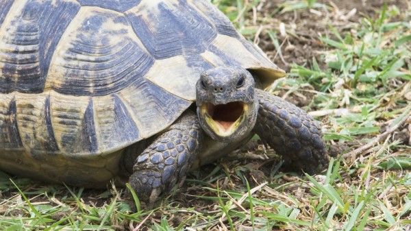 Shouting Angry Turtle Gras Wallpaper