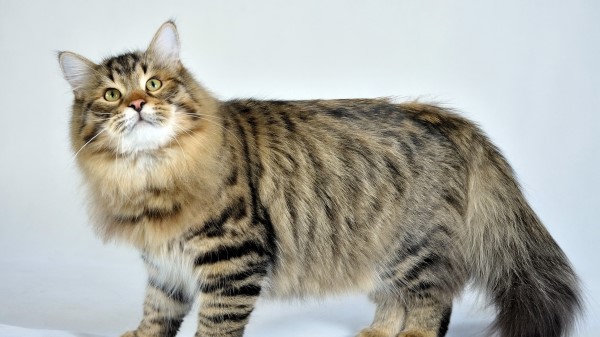 Siberian Cat Fluffy Cat Striped Wallpaper