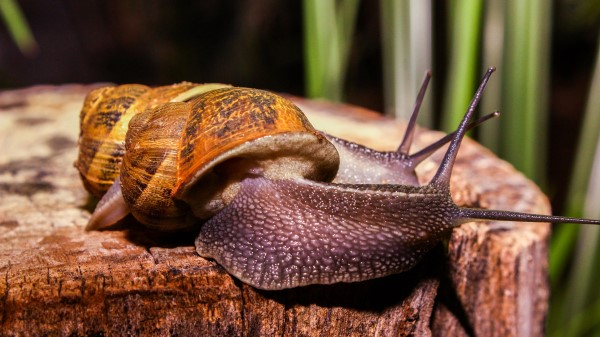 Snails Large Antennae Wallpaper