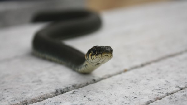 Snake Head Poison Craw Wallpaper