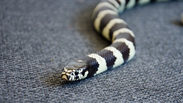 Snake Reptile Head Color wallpaper