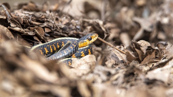 Snake Scales Predator Wallpaper