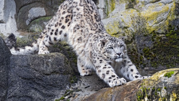 Snow Leopard Big Cat Predator Wallpaper
