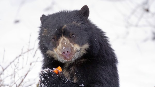 Spectacled Bear Andean Bear Funny wallpaper