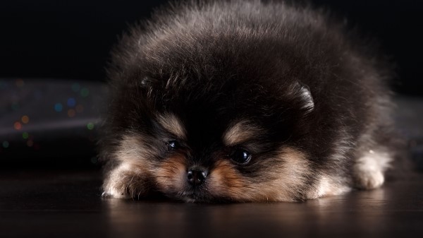Spitz Puppy Dog Furry Cute Wallpaper