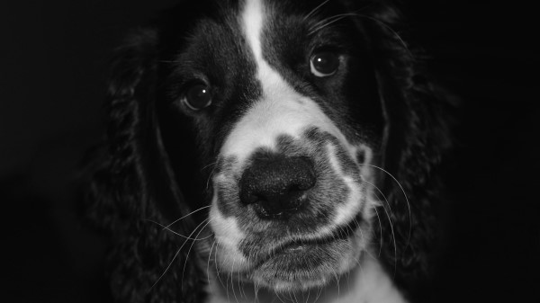 Springer Spaniel Dog Bw wallpaper