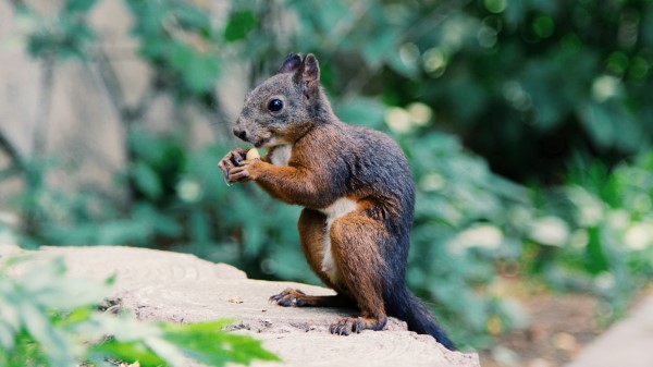 Squirrel Food Rodent wallpaper