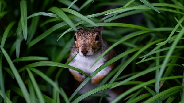 Squirrel Look Out Hide wallpaper