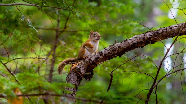 Squirrel Rodent Cute Image wallpaper