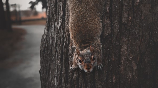 Squirrel Rodent Funny Image wallpaper