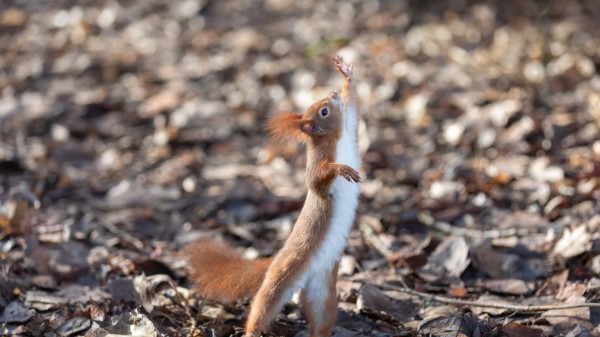 Squirrel Rodent Funny wallpaper