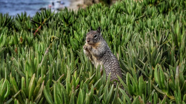 Squirrel Rodent Grass wallpaper