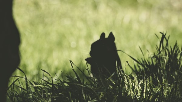 Squirrel Silhouette Dark wallpaper