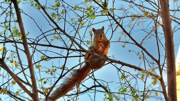 Squirrel Tree Animal Spring wallpaper