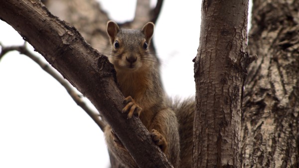 Squirrel Tree Climbing Branch wallpaper