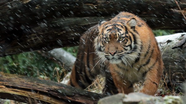 Sumatran Tiger Wild Tiger wallpaper