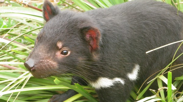 Tasmanian Devil Grass Food Walk wallpaper