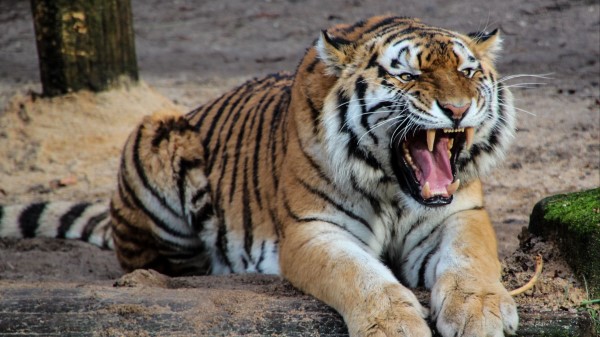Tiger Aggression Teeth Predator Big Cat wallpaper