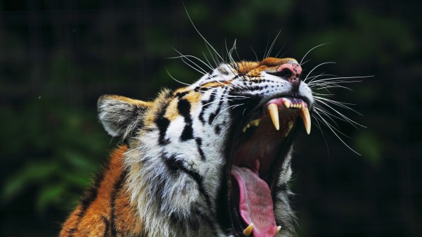 Tiger Big Cat Face Teeth Anger wallpaper