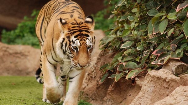 Tiger Big Cats Hd wallpaper