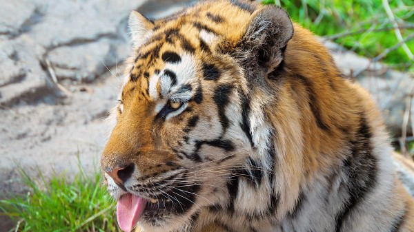 Tiger Face Protruding Tongue Striped Predator wallpaper