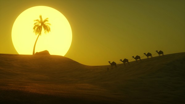 Desert Sun Palm Tree wallpaper