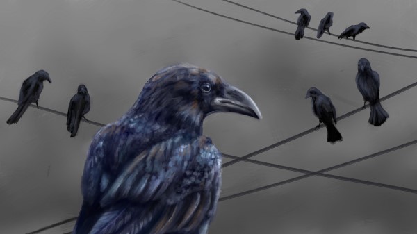 Raven Bird Feathers Wallpaper