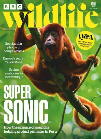 BBC Wildlife - April 2026 cover