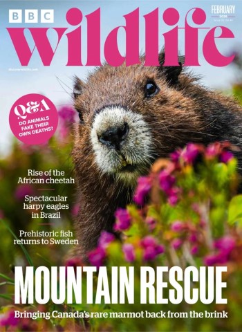 BBC Wildlife - February 2026 Magazine