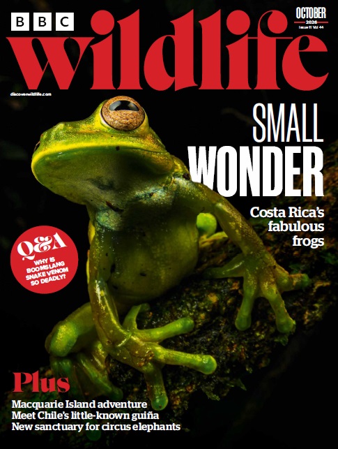 BBC Wildlife Magazine - October 2026 Magazine
