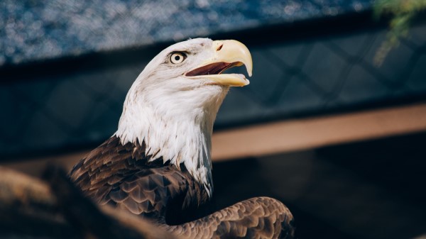 Bald Eagle Eagle Bird Beak Predator Wallpaper