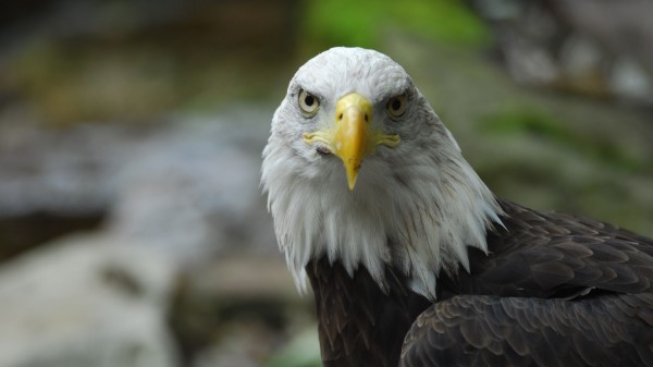 Bald Eagle Eagle Bird wallpaper