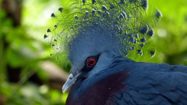 Bird Dove Feathers wallpaper