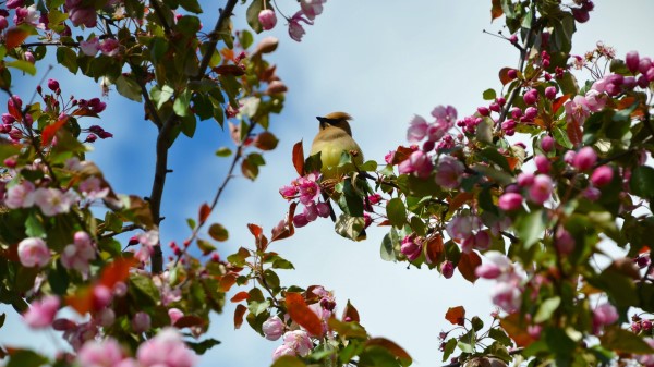 Bird Flowers Branch Wallpaper