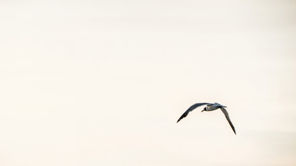 Bird Flying Sky Wallpaper